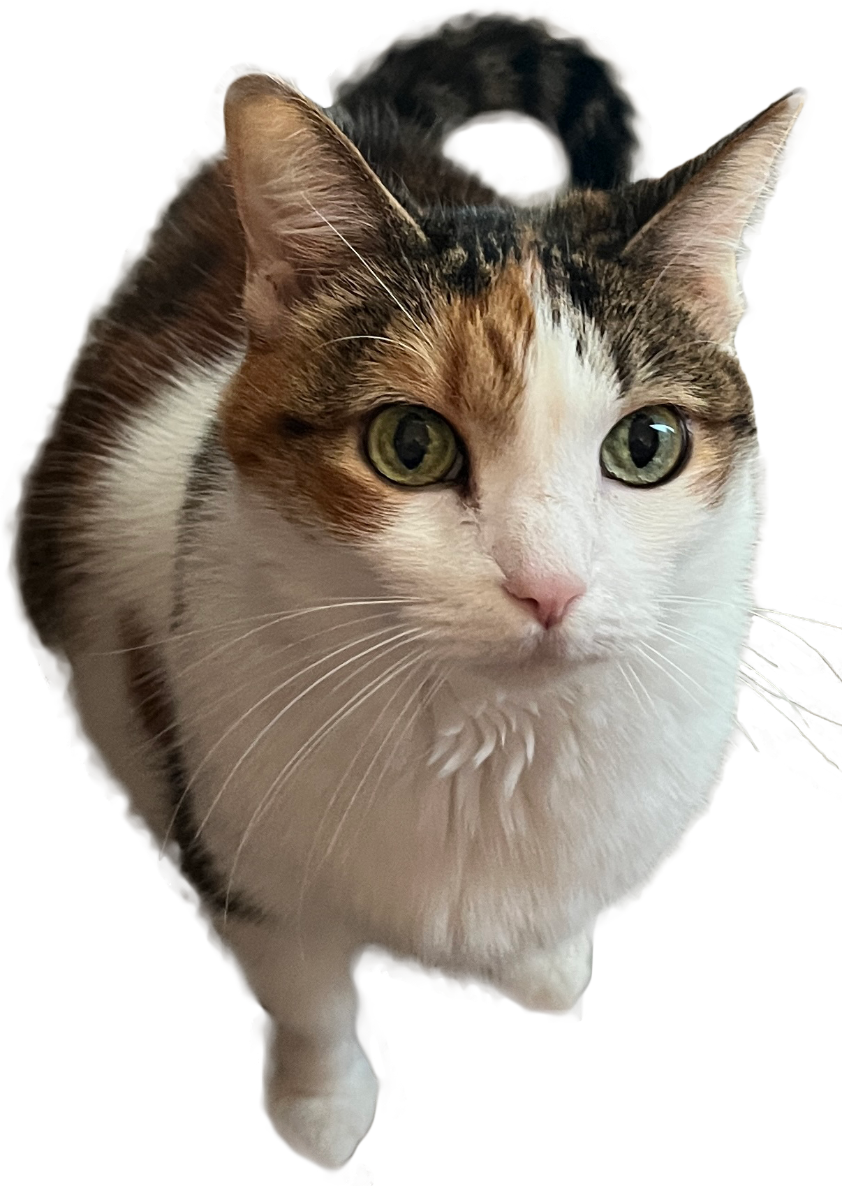 Site hosted by Neocities